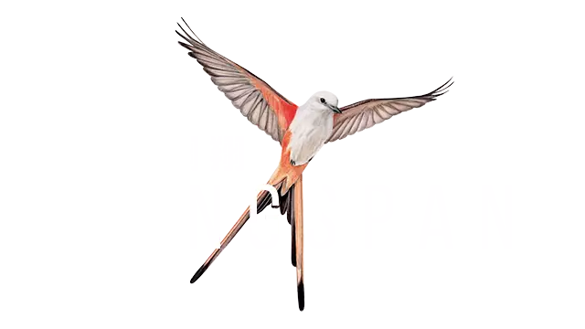 展翅翱翔 | Wingspan LOGO