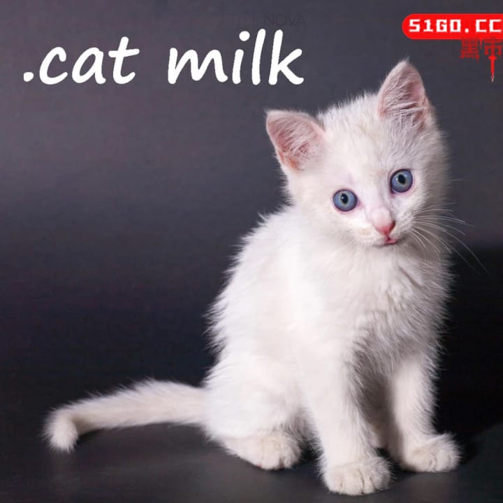 牛奶猫