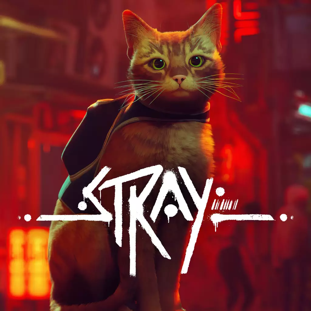 流浪猫