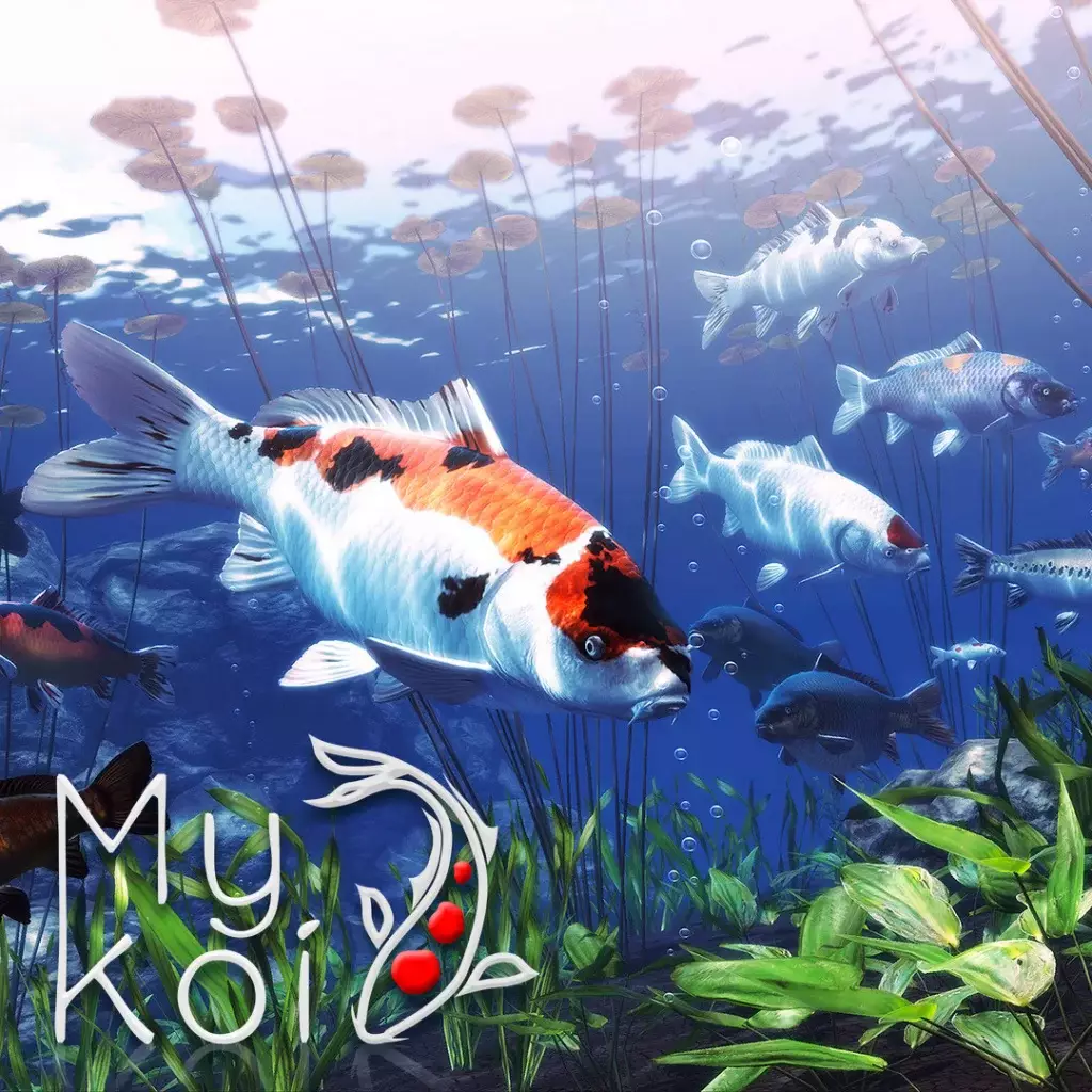 我的锦鲤