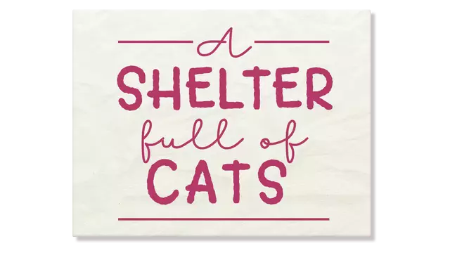 满是猫咪的收容所 | A Shelter Full of Cats