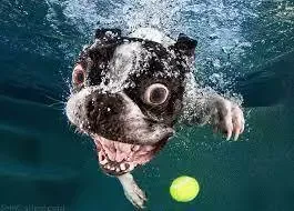 -water-dog-游戏截图-好玩游戏库