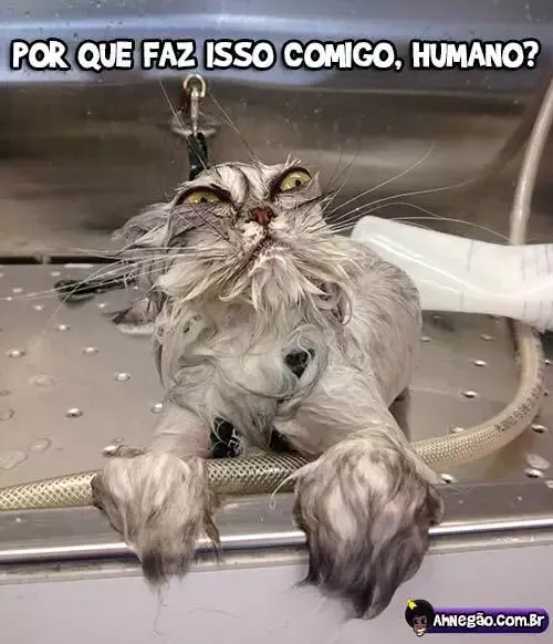 -GATO NOT LIKE ÁGUA KK-游戏截图-好玩游戏库