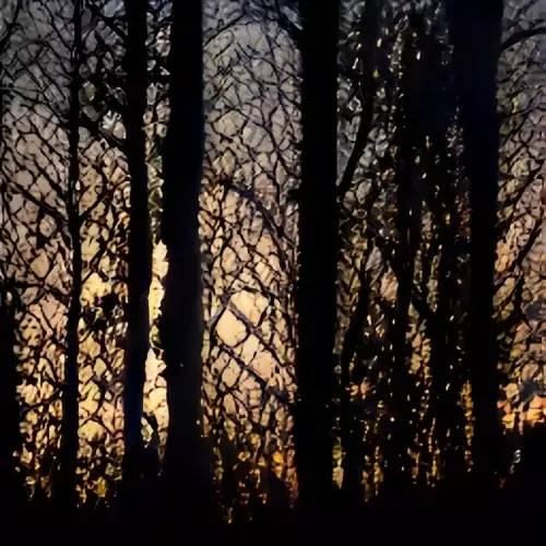 -The Woods (itch) (Just_A_Student)-游戏截图-好玩游戏库