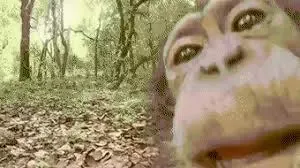 -Jungle-Runners-游戏截图-好玩游戏库