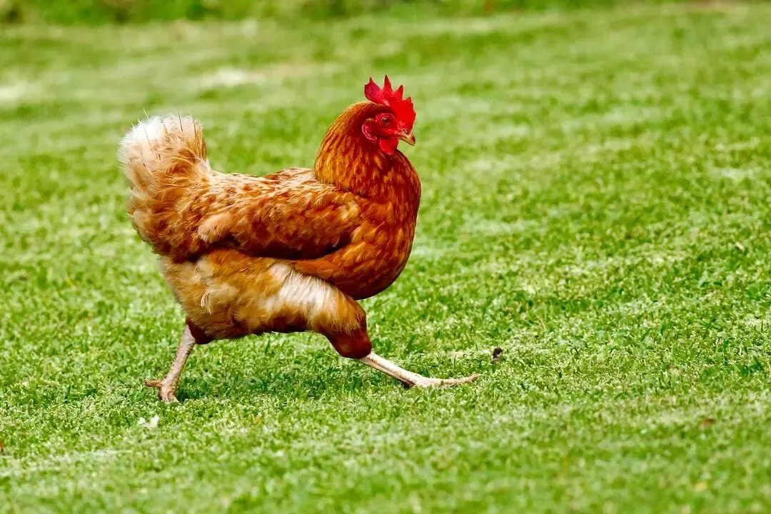 The Chicken Game