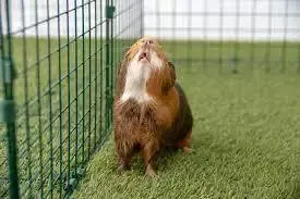 -Guinea Pig Toss-游戏截图-好玩游戏库