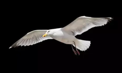 -Flappy Seagull-游戏截图-好玩游戏库