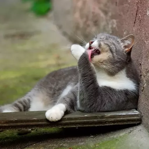 Cat Sliding Puzzle 2022