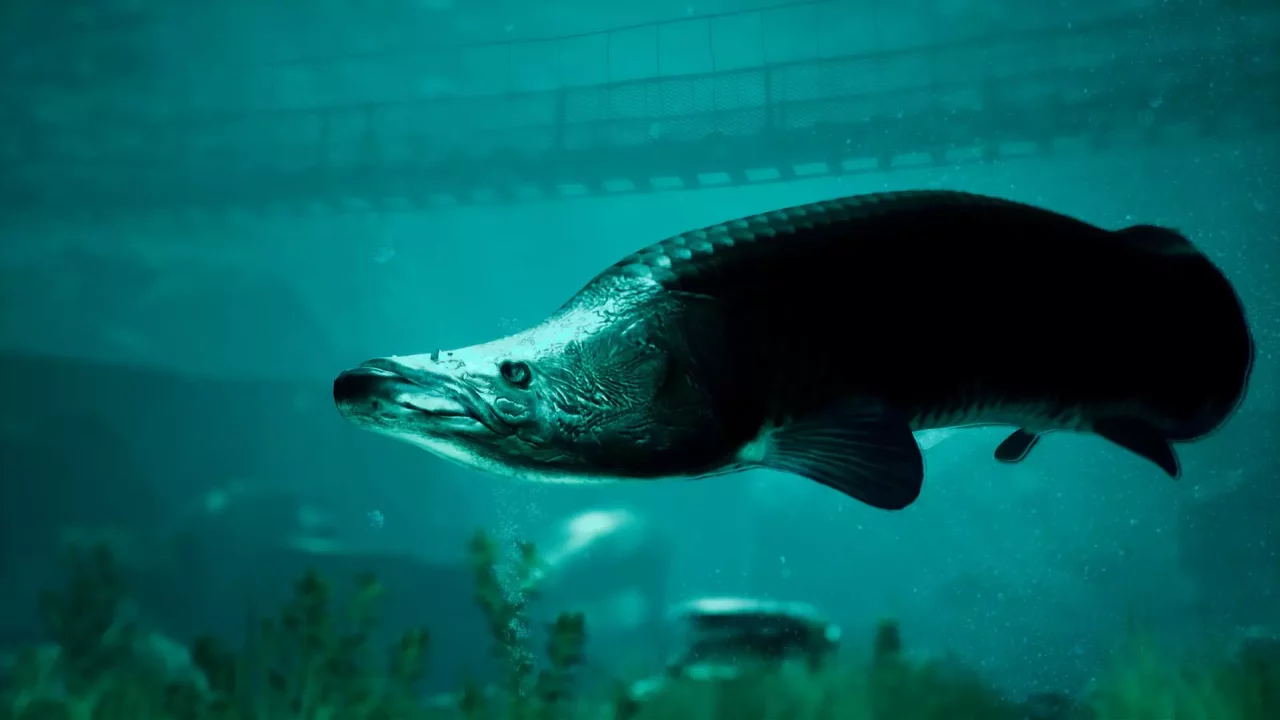 -The Catch: Carp & Coarse-游戏截图-好玩游戏库