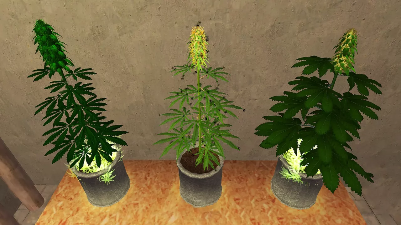 -Weed Shop 2-游戏截图-好玩游戏库